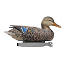 FORME CANARD COLVERT HD MOUSSE